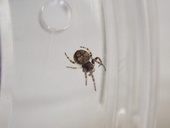 Eriovixia