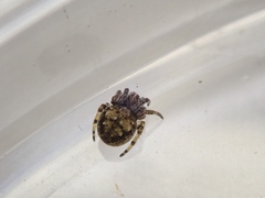 Eriovixia