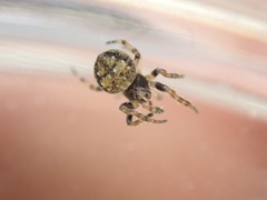 Eriovixia