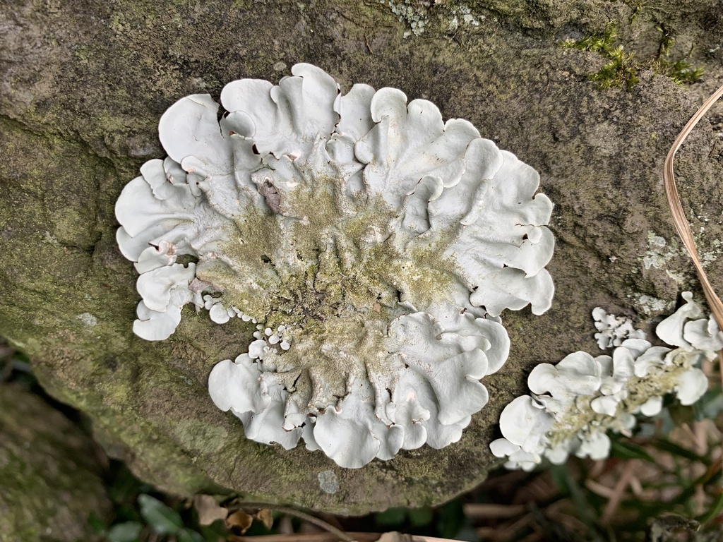 Ruffle Lichens
