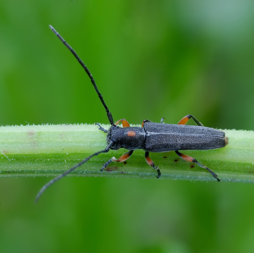 Phytoecia virgula (Charpentier, 1825)