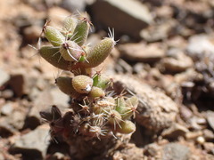 Trichodiadema emarginatum
