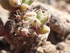 Trichodiadema emarginatum