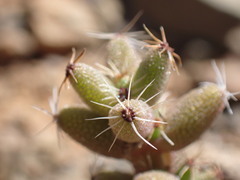 Trichodiadema emarginatum