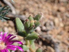 Trichodiadema emarginatum