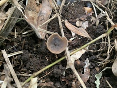 Ciborinia camelliae