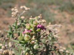 Trichodiadema emarginatum