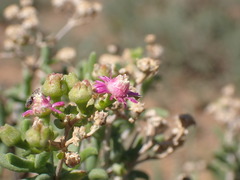 Trichodiadema emarginatum