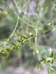 Galium nuttallii
