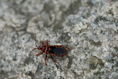 Ectrychotes comottoi