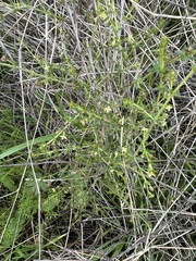 Galium nuttallii