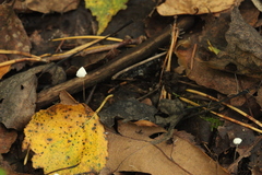 Marasmius epiphyllus