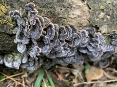 Trametes versicolor