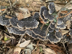 Trametes versicolor