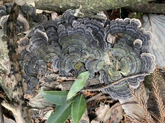 Trametes versicolor