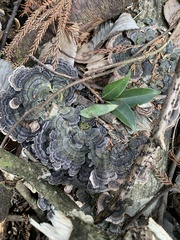 Trametes versicolor