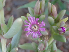 Delosperma robustum