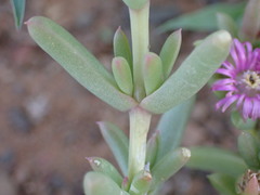 Delosperma robustum