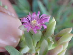 Delosperma robustum