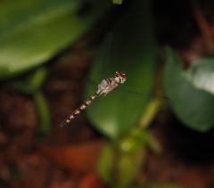 Tyriobapta kuekenthali