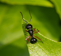 Polyrhachis laevissima
