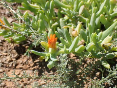 Malephora thunbergii