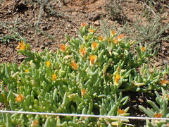 Malephora thunbergii