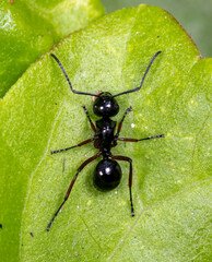Polyrhachis laevissima