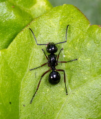 Polyrhachis laevissima