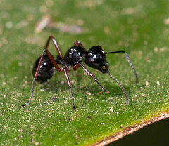 Polyrhachis laevissima