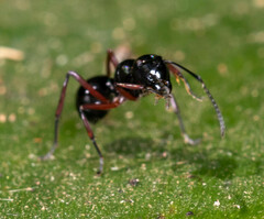 Polyrhachis laevissima
