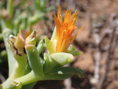 Malephora thunbergii