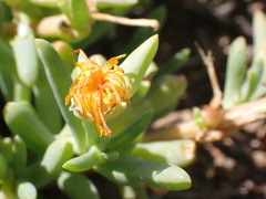 Malephora thunbergii