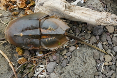 Tachypleus tridentatus