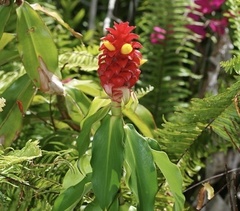 Costus comosus