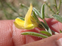 Malephora thunbergii