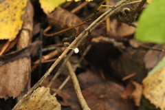 Marasmius epiphyllus