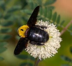 Xylocopa minor