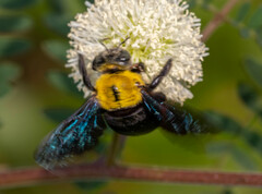 Xylocopa minor