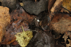 Marasmius epiphyllus