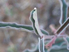 Raphionacme zeyheri
