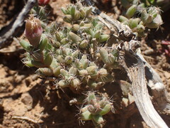 Trichodiadema emarginatum
