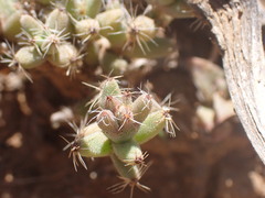 Trichodiadema emarginatum