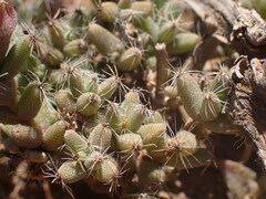 Trichodiadema emarginatum