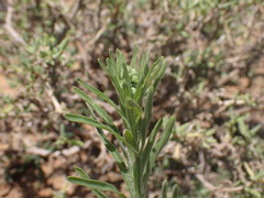 Erigeron bonariensis