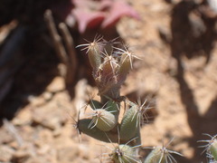 Trichodiadema emarginatum