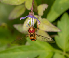 Episyrphus