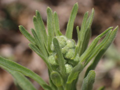 Erigeron bonariensis