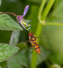Episyrphus
