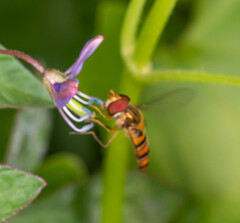 Episyrphus